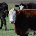 Brown Cow with White Face  screen for extension Chrome web store in OffiDocs Chromium
