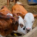 Brown cow with white head  screen for extension Chrome web store in OffiDocs Chromium