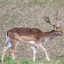 Brown Deer and Horns  screen for extension Chrome web store in OffiDocs Chromium