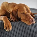 brown dog  screen for extension Chrome web store in OffiDocs Chromium