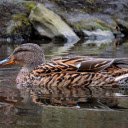 Brown Duck  screen for extension Chrome web store in OffiDocs Chromium