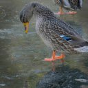 Brown ducks  screen for extension Chrome web store in OffiDocs Chromium