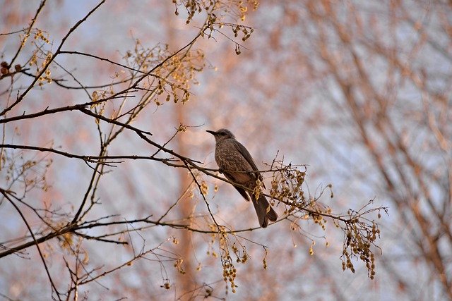 Free download brown eared bulbul bird tree free picture to be edited with GIMP free online image editor
