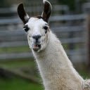 Brown eared camel  screen for extension Chrome web store in OffiDocs Chromium