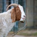 Brown faced goat  screen for extension Chrome web store in OffiDocs Chromium