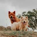 Brown Furry Dogs with Tongues Out  screen for extension Chrome web store in OffiDocs Chromium