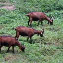 Brown goats with long horns  screen for extension Chrome web store in OffiDocs Chromium