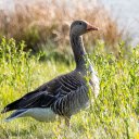 Brown Goose on Grass  screen for extension Chrome web store in OffiDocs Chromium