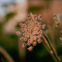 Brown grass flowers  screen for extension Chrome web store in OffiDocs Chromium