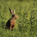 Brown Hare  screen for extension Chrome web store in OffiDocs Chromium