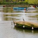Brown Heron on the Boat  screen for extension Chrome web store in OffiDocs Chromium