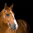 Brown horse  screen for extension Chrome web store in OffiDocs Chromium