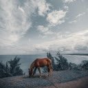 Brown Horse Eating Grass  screen for extension Chrome web store in OffiDocs Chromium