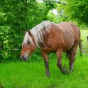 Brown horse with white mane  screen for extension Chrome web store in OffiDocs Chromium