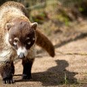 Brownish Gray Raccoon  screen for extension Chrome web store in OffiDocs Chromium