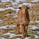 Brown lamb  screen for extension Chrome web store in OffiDocs Chromium