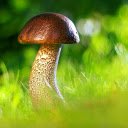 Brown mushroom  screen for extension Chrome web store in OffiDocs Chromium