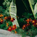 Brown Orange Flowers  screen for extension Chrome web store in OffiDocs Chromium
