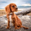 Brown pet dog  screen for extension Chrome web store in OffiDocs Chromium