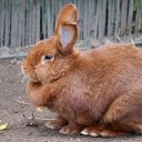 Brown rabbit  screen for extension Chrome web store in OffiDocs Chromium