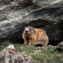 Brown Rodent on Green Grass  screen for extension Chrome web store in OffiDocs Chromium