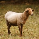 Brown sheep  screen for extension Chrome web store in OffiDocs Chromium