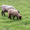 brown sheep and green grass  screen for extension Chrome web store in OffiDocs Chromium