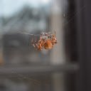 Brown spider swinging silk  screen for extension Chrome web store in OffiDocs Chromium