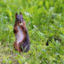 Brown squirrel eats nuts  screen for extension Chrome web store in OffiDocs Chromium