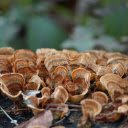 brown wooden mushrooms  screen for extension Chrome web store in OffiDocs Chromium