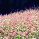 Buckwheat flower wallpaper  screen for extension Chrome web store in OffiDocs Chromium