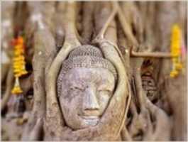 Descarga gratis la foto o imagen Cabeza de Buda en el árbol para editar con el editor de imágenes en línea GIMP