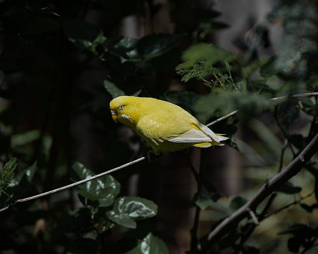 Free download budgerigar bird wildlife nature free picture to be edited with GIMP free online image editor