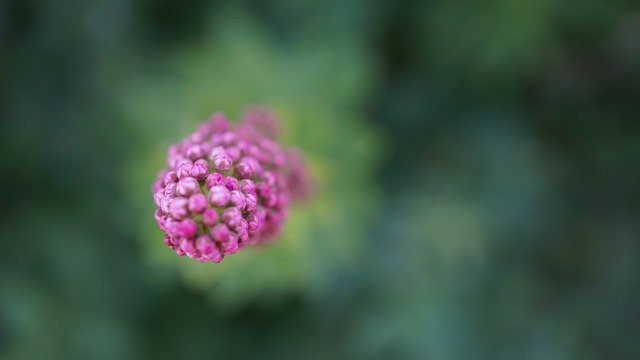 Kostenloser Download Knospe rosa grüner Hintergrund Natur kostenloses Bild, das mit dem kostenlosen Online-Bildeditor GIMP bearbeitet werden kann