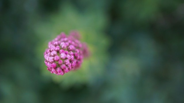 Free download bud pink green background nature free picture to be edited with GIMP free online image editor
