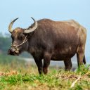 Buffalo in the field  screen for extension Chrome web store in OffiDocs Chromium