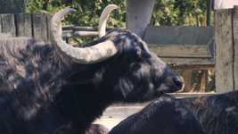 Free download Buffalo Water Bubalus -  free video to be edited with OpenShot online video editor