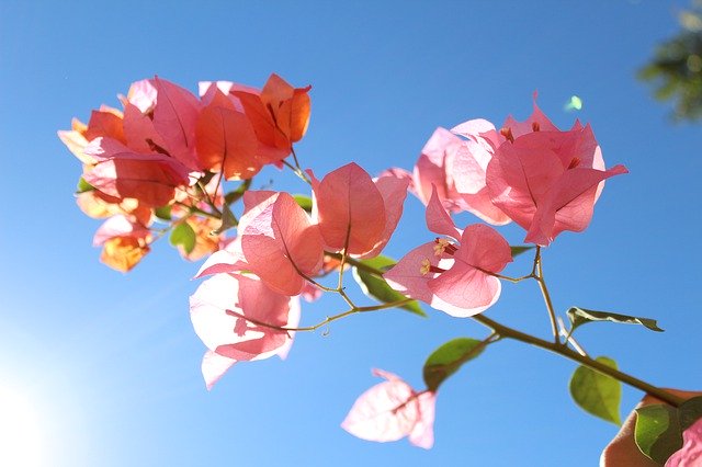 تنزيل Bugambilias Nature Flower مجانًا - صورة مجانية أو صورة يتم تحريرها باستخدام محرر الصور عبر الإنترنت GIMP