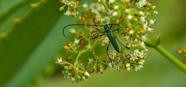 Free download bug beetle insect green flower free picture to be edited with GIMP free online image editor