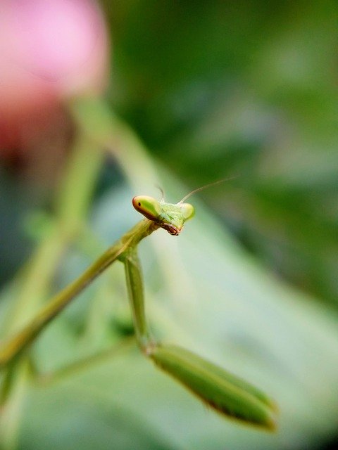 Gratis download bug insect mantis louva een deus gratis foto om te bewerken met GIMP gratis online afbeeldingseditor