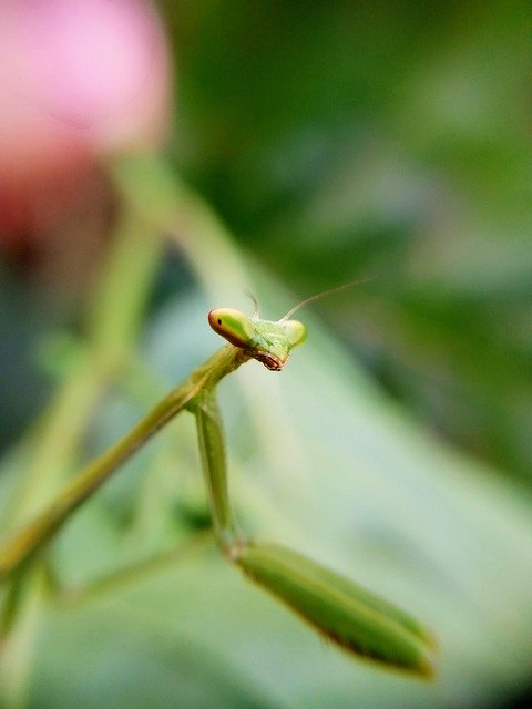 Muat turun percuma bug insect mantis louva a deus gambar percuma untuk diedit dengan editor imej dalam talian percuma GIMP