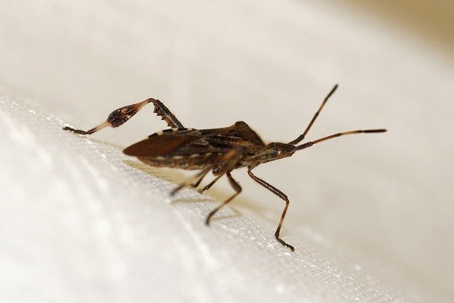 Бесплатно скачать жук западное хвойное семя жук насекомое бесплатное изображение для редактирования с помощью бесплатного онлайн-редактора изображений GIMP