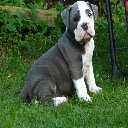 Ekran Bulldog Dog do rozszerzenia sklepu internetowego Chrome w OffiDocs Chromium