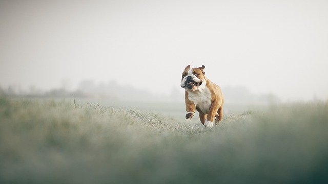 Gratis download bulldog veld rennen spelende hond gratis foto om te bewerken met GIMP gratis online afbeeldingseditor
