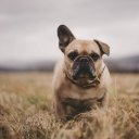 BULLDOG Theme  screen for extension Chrome web store in OffiDocs Chromium