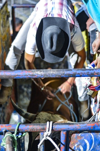 Free download bull rider sport men extreme free picture to be edited with GIMP free online image editor