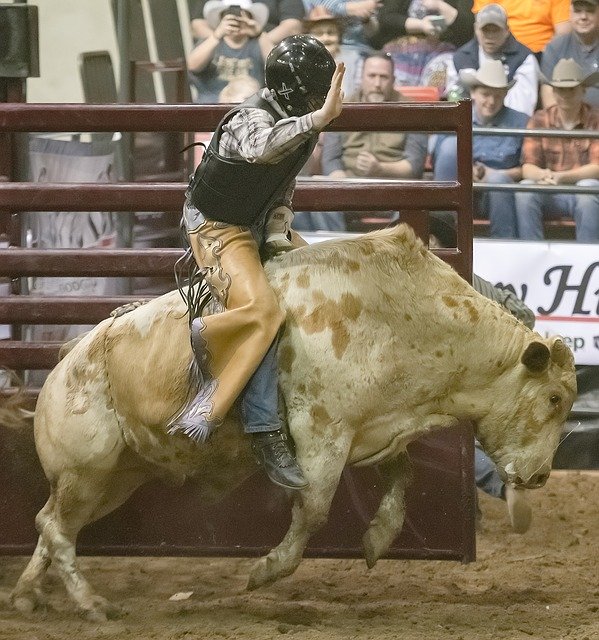 Unduh gratis Bull Rodeo Cowboy - foto atau gambar gratis untuk diedit dengan editor gambar online GIMP