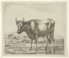 Free download Bull Standing in Water, from Different Animals free photo or picture to be edited with GIMP online image editor