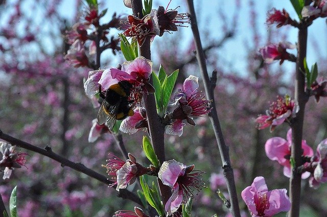 ดาวน์โหลดภาพฟรี bumblebee bomby bee hornet เพื่อแก้ไขด้วย GIMP โปรแกรมแก้ไขรูปภาพออนไลน์ฟรี