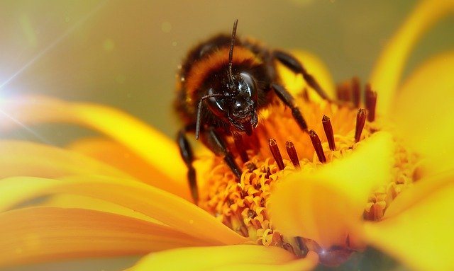 Muat turun percuma bar antena wanita gas bumblebee gambar percuma untuk diedit dengan editor imej dalam talian percuma GIMP